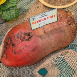 Củ cải xanh nhiều lớp "Rekord Poly" - đỏ - 0,5 kg - 