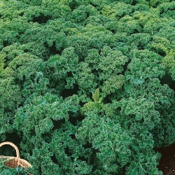 Kale "Korporal" - rendah berkembang dengan hijau gelap, bersinar daun - 300 biji - Brassica oleracea convar. acephala var. Sabellica - benih