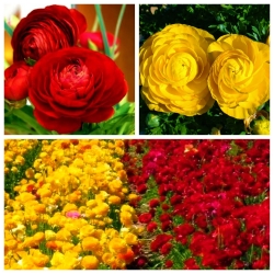 Düğün çiçeği - sarı ve kırmızı - 100 adet. - 
