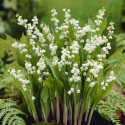 Bare Root Lily-of-the-Valley (Convallaria majalis) - Monticello Shop
