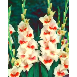 Mary Housley gladiolus - 10 chiếc; thanh kiếm lily - Gladiolus Mary Housley