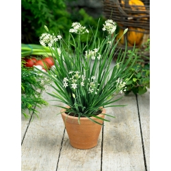 Benih Bawang Putih - Allium tuberosum - 300 biji - Allium tuberosum