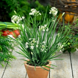 Česnek pažitka semena - Allium tuberosum - 300 semen - Allium tuberosum