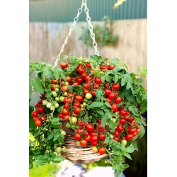 الطماطم "باجاجا" - مجموعة متنوعة من الكرز منخفضة النمو مع عادة زائدة لزراعة الشرفة - Lycopersicon esculentum Mill  - ابذرة