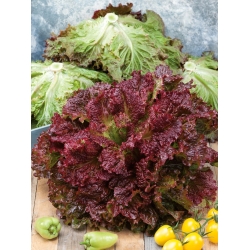 Kerti saláta -  Foliosa - Rosela - Piros - Lactuca sativa var. foliosa  - magok
