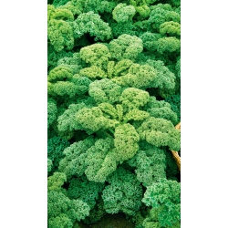 Grønnkål - Kadet - 600 frø - Brassica oleracea L. var. sabellica L.