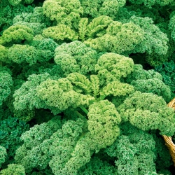 Kale "Cadet" - vysoký so silne zvlnenými listami - 600 semien - Brassica oleracea L. var. sabellica L. - semená
