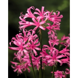 Nerine Bowdenii – 2 pcs; Cornish lily, Cape flower, Guernsey lily, Bowden lily
