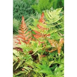 Oriental ladyfern - Brillance Autumn – seedling; Japanese painted fern