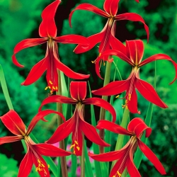 Sprekelia Formosissima, Hoa loa kèn Aztec, Hoa loa kèn Jacobean - củ / củ / rễ