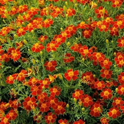 Samettikukka - Kääpiö - Red Gem - 390 siemenet - Tagetes tenuifolia