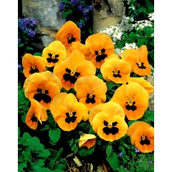 Veľká kvetovaná záhradná maceška "Orange mit Auge" - oranžová s čiernou bodkou - 240 semien - Viola x wittrockiana  - semená