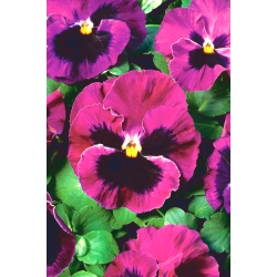 Large-flowered garden pansy  - carmine-pink with a dot - 400 seeds