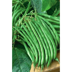 الفاصوليا الخضراء الفرنسية "Jagusia" - مع بذور بورجوندي الأحمر - Phaseolus vulgaris L. - ابذرة