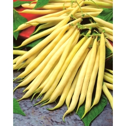 Kacang Prancis Kuning "Livia" - varietas kerdil - Phaseolus vulgaris L. - biji