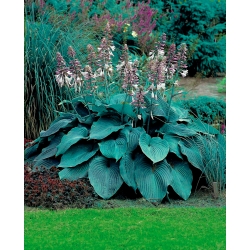 Hosta, planta Lily Blue Angel - bulb / tuber / rădăcină