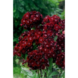 Sementes de doce William Black Magic - Dianthus barbatus - 450 sementes