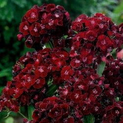 Sementes de doce William Black Magic - Dianthus barbatus - 450 sementes