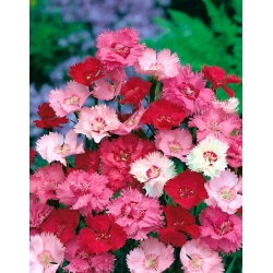 Společná směs růžových odrůd; zahrada růžová, divoká růžová - 140 semen - Dianthus plumarius - semena
