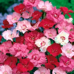 Spoločná zmes ružových odrôd; záhrada ružová, divoká ružová - 140 semien - Dianthus plumarius - semená