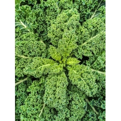 کلم "Halbhoher grüner krauser" - 50 گرم دانه - 15000 دانه - Brassica oleracea L. var. sabellica L.