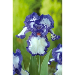 Iris germanica Синій і білий - цибулина / бульба / корінь