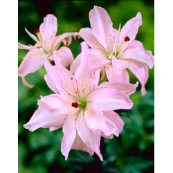 Đôi hoa lily Asiatic lily - Mùa xuân hồng - Lilium Asiatic Spring Pink