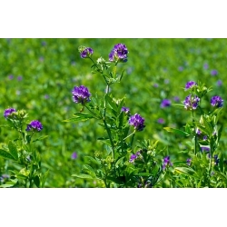 Alfalfa "Gea" - overtrukne frø med Rhizobium - 0,5 kg; lucerne - 