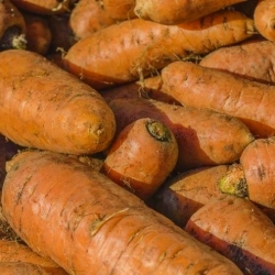 Rehu-porkkana "Krystyna" - 10 g - 