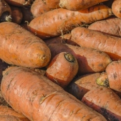 Thức ăn gia súc cà rốt "Krystyna" - 200 g - 