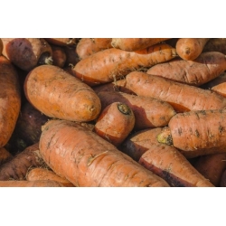 Thức ăn gia súc cà rốt "Krystyna" - 500 g - 
