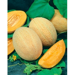 Канталупа "Джуниър" - гъста, оранжева, ароматна плът - 40 семена - Cucumis melo L.