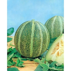 Melon - Model - 45 frø - Cucumis melo L.