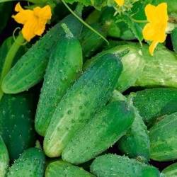Cucumber "Izyd F1" - field, pickling, medium early variety - 250 seeds