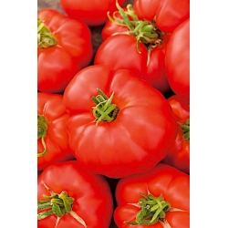 Tomato "Buffalosteak F1" - tall variety for cultivation in the field and under covers - 10 seeds
