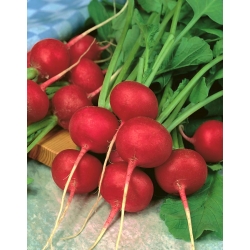 Reďkovka "Rudi" - živá červená odroda pre celoročnú kultiváciu - 425 semien - Raphanus sativus L. - semená