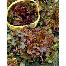 BIO Yaprak marul "Kırmızı Salata Kasesi" - sertifikalı organik tohumlar - 518 tohum - Lactuca sativa var. foliosa 