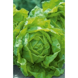 Зелена салата "Розалка" - Lactuca sativa  - семе