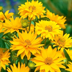False Sunflower, Summer Sun frø - Heliopsis scabra - 125 frø