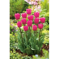 Rózsaszín tulipán - Rose - nagy csomag! - 50 db.