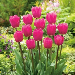 Rózsaszín tulipán - Rose - nagy csomag! - 50 db - 