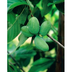 Papaw, papaia comune (Asimina triloba) - 5 semi
