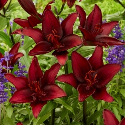 Asiatic lily "Mascara"