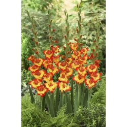 Gladiolus "Alana" - 5 kpl - 