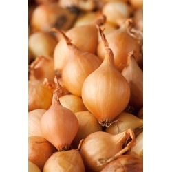 Spring onion "Wolska" - 0.5 kg; green onion