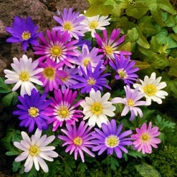 Balkan anemon - campuran berbagai warna - Kemasan besar - 80 pcs; Bunga angin Yunani, bunga musim dingin - 