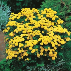 Feverfew Golden Ball sėklos - Chrysanthemum parthenium fl.pl. Goldball - 1500 sėklų - Chrysanthemum parthenim