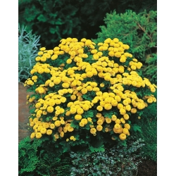 Feverfew Golden Ball semená - Chrysanthemum parthenium fl.pl. Goldball - 1500 semien - Chrysanthemum parthenim