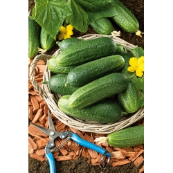 Cucumber "Othello F1" - field, very early variety