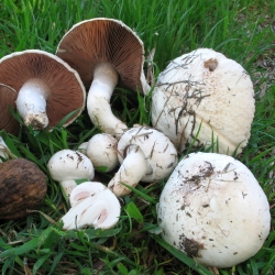 Cogumelo comum do campo - micélio, desova em grãos para crescer no jardim, em prados e no campo - 1 kg - 